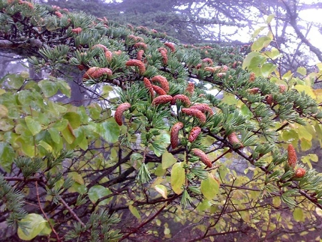 في حماية الأصول الوراثية